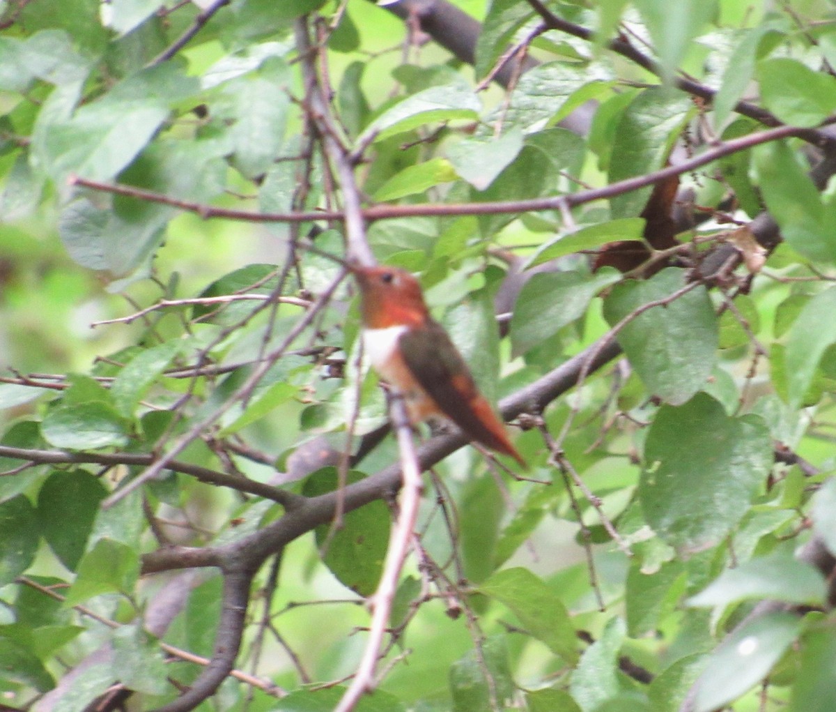 Allen's Hummingbird - ML621018654