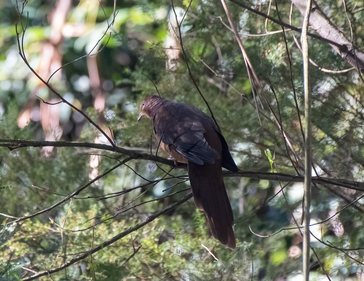 Brown Cuckoo-Dove - ML621018666