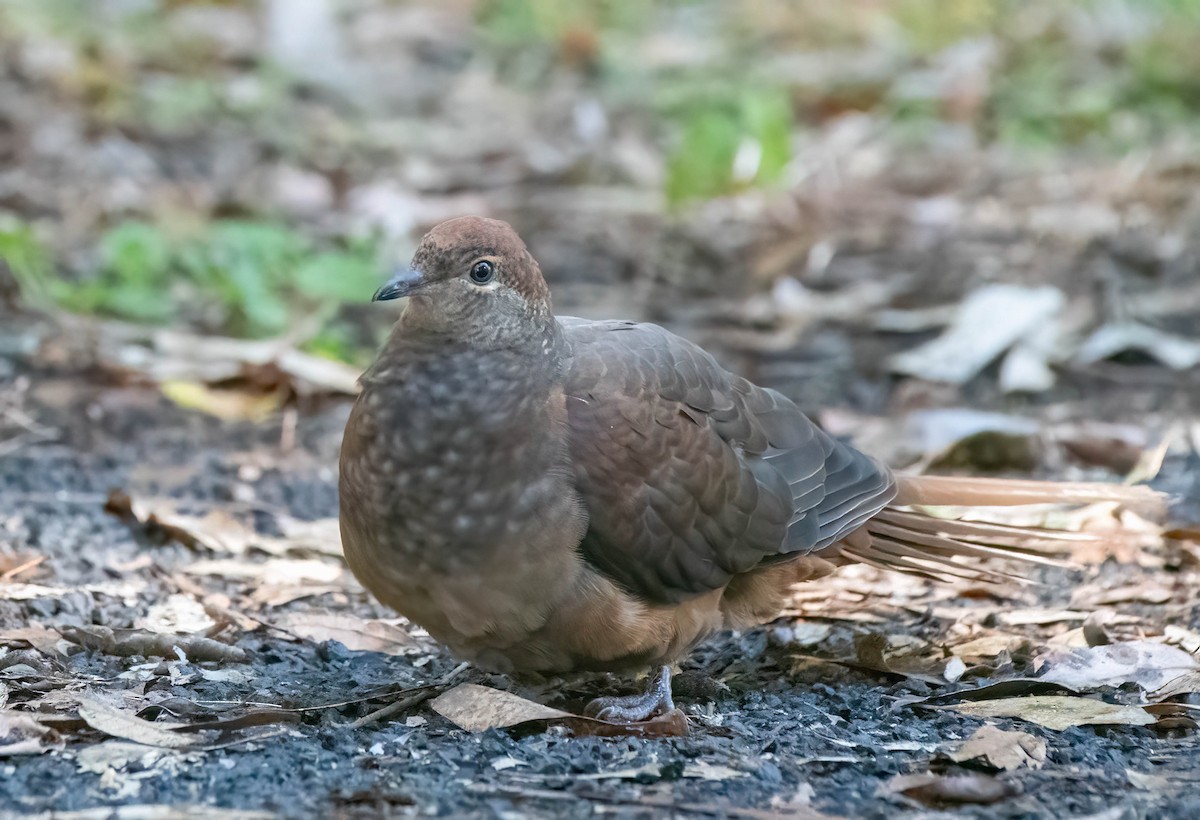 Brown Cuckoo-Dove - ML621018667