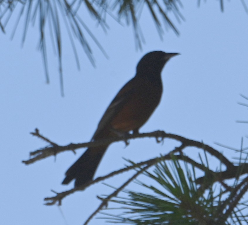 Orchard Oriole - ML621018673