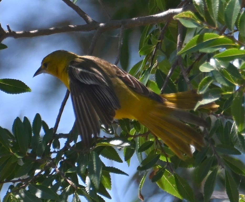 Orchard Oriole - ML621018675