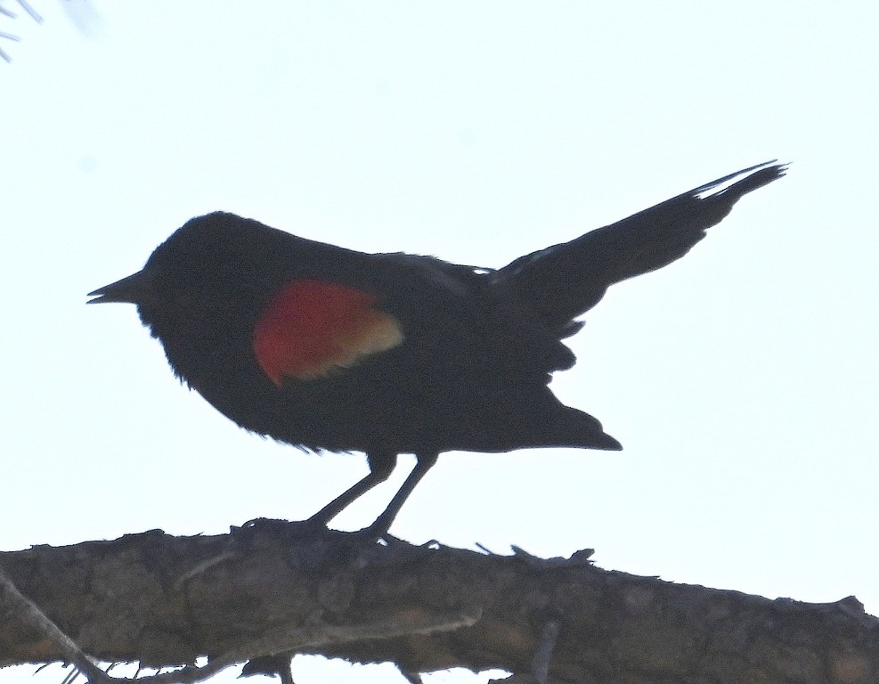 Red-winged Blackbird - ML621018683