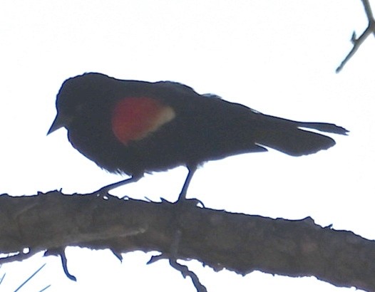 Red-winged Blackbird - ML621018684