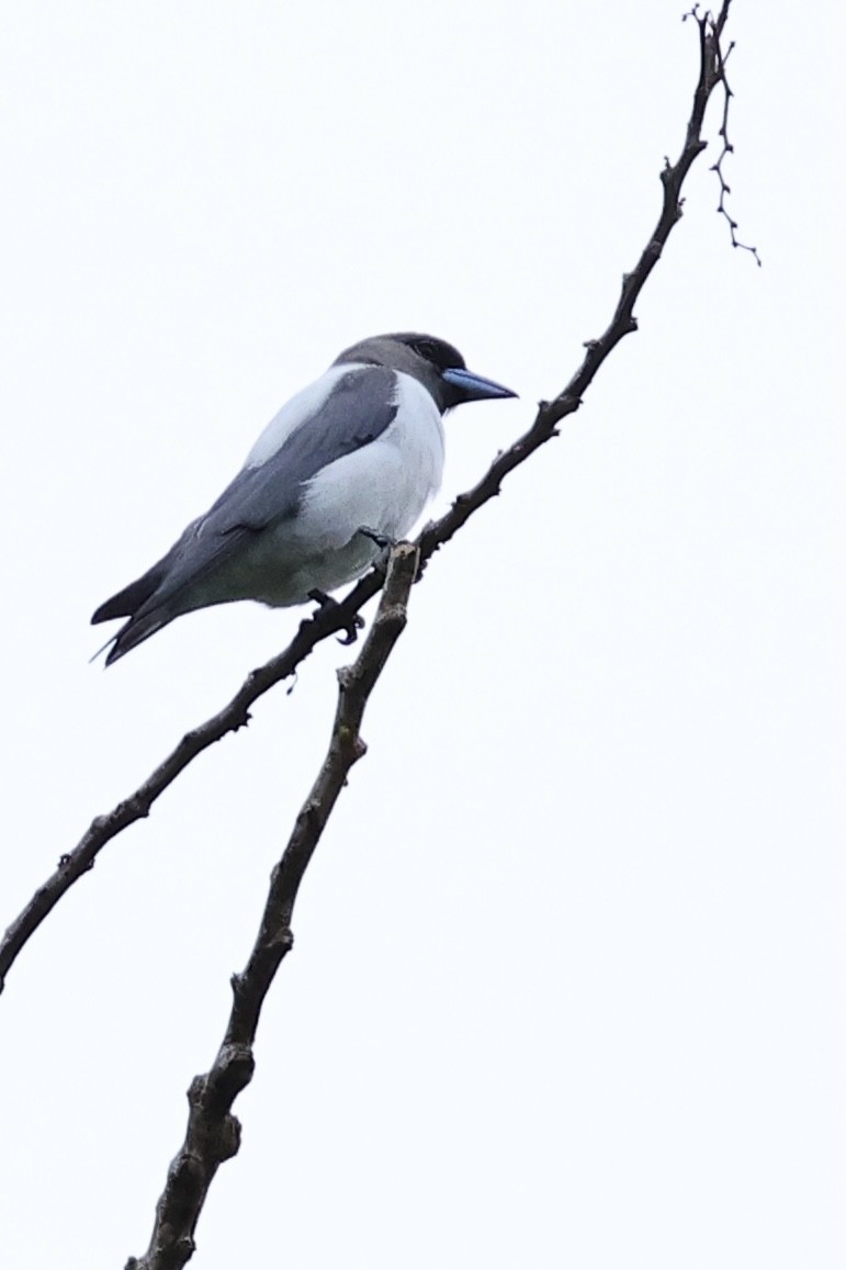 Ivory-backed Woodswallow - ML621018690