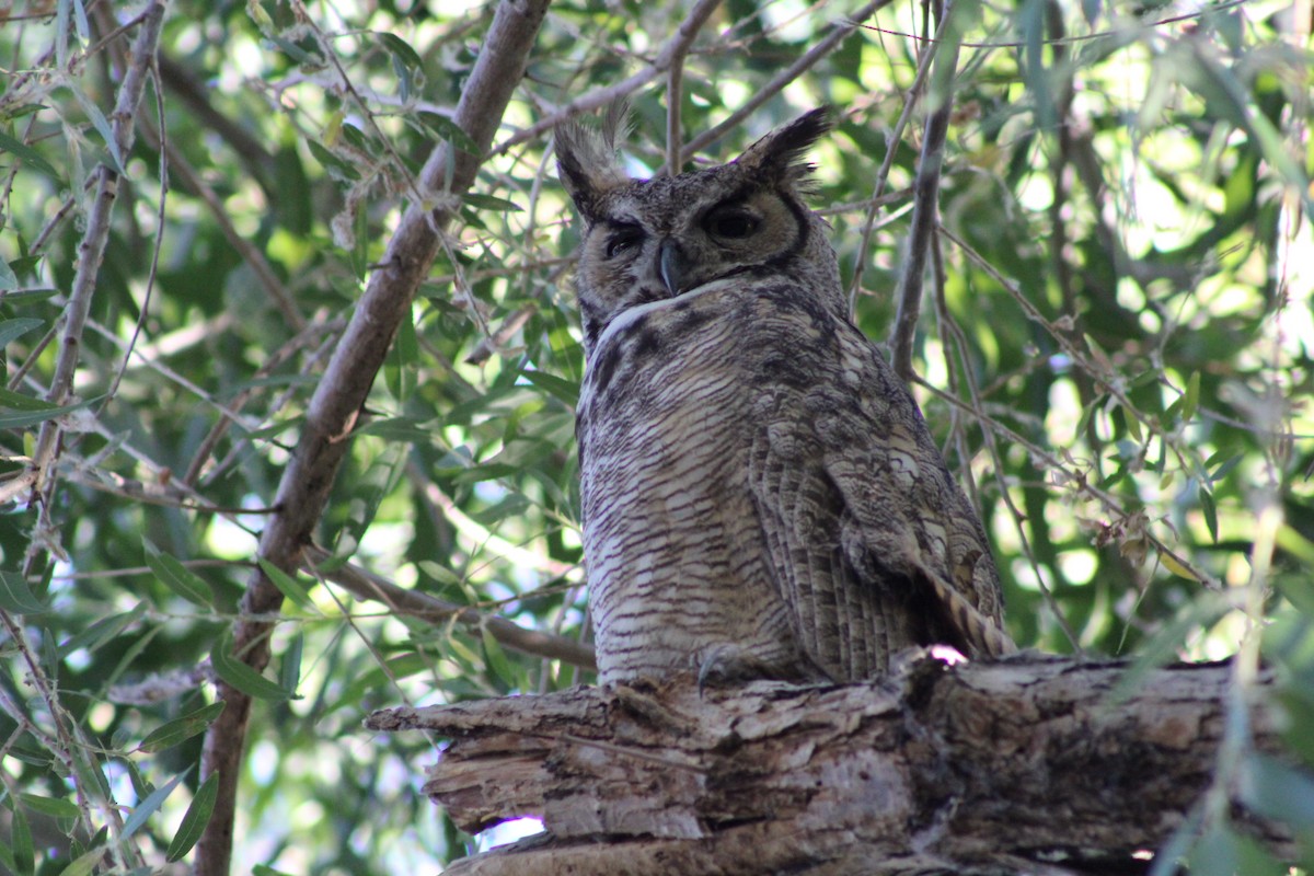 Great Horned Owl - ML621018706