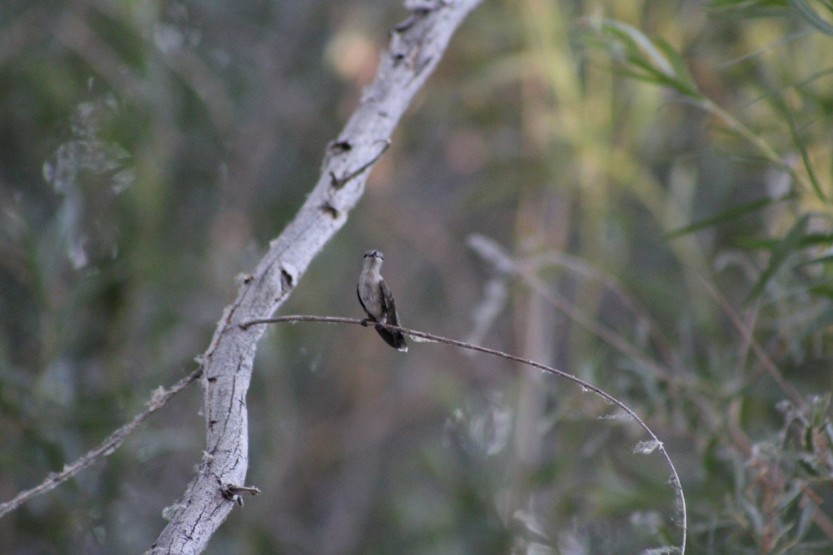 Black-chinned Hummingbird - ML621018734