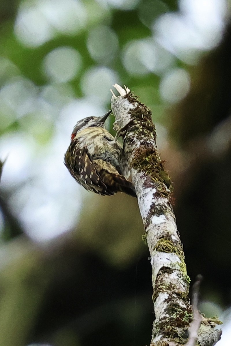 Sulawesi Pygmy Woodpecker - ML621018736