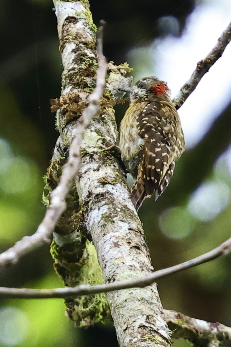 Sulawesi Pygmy Woodpecker - ML621018737