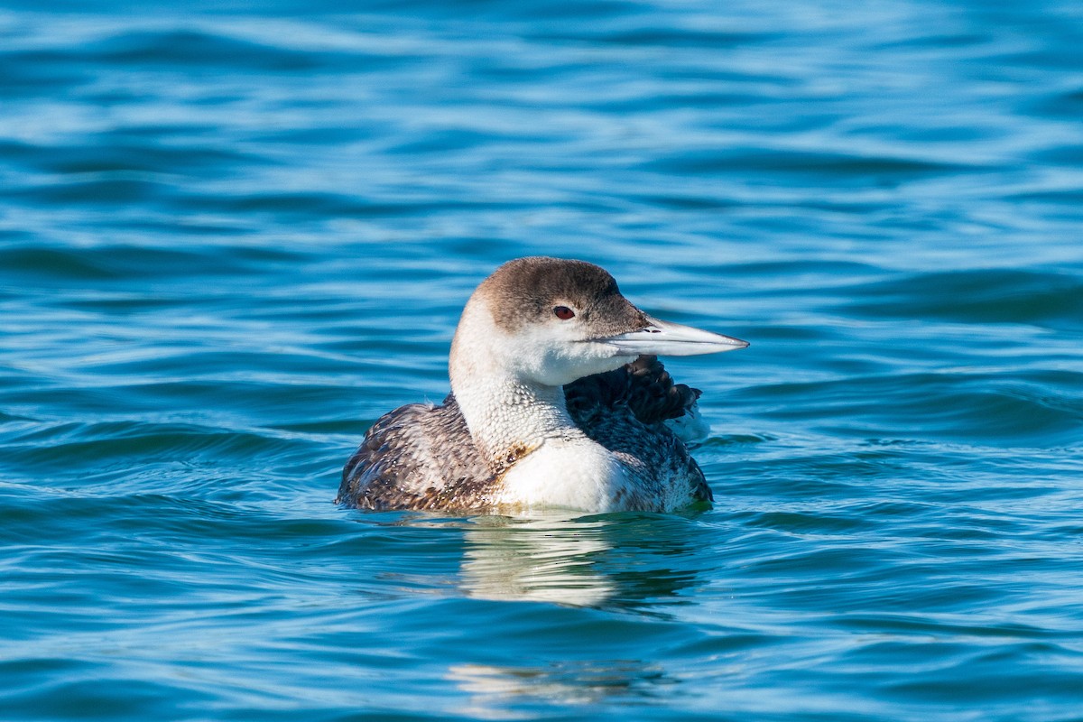 Common Loon - L Lang