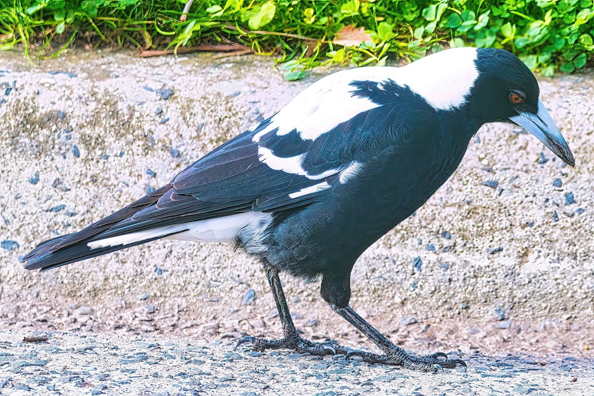 Australian Magpie (Black-backed x White-backed) - ML621018777