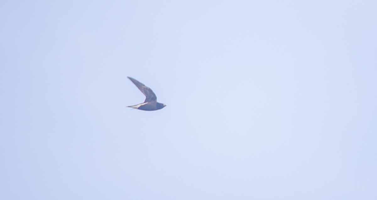 Brown-backed Needletail - ML621018788