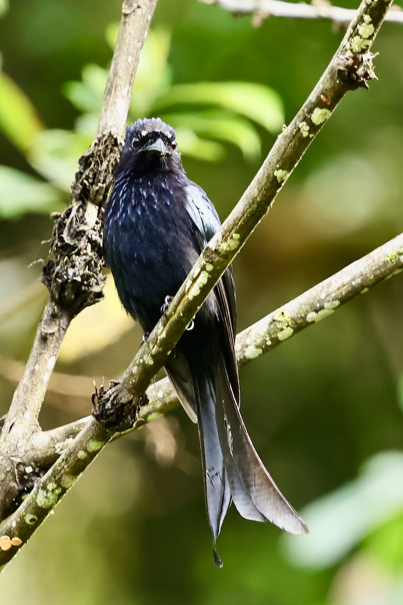 Hair-crested Drongo - ML621018799