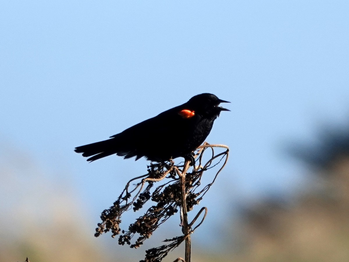 Red-winged Blackbird - ML621018807