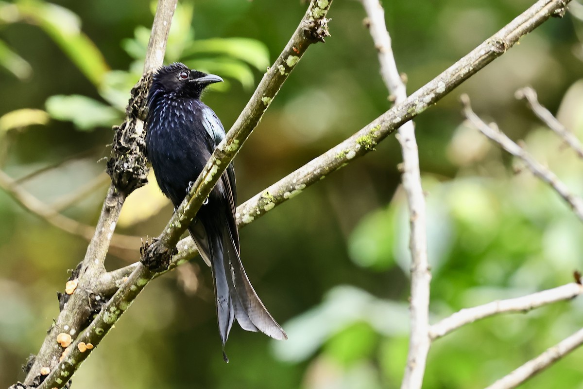 Hair-crested Drongo - ML621018810
