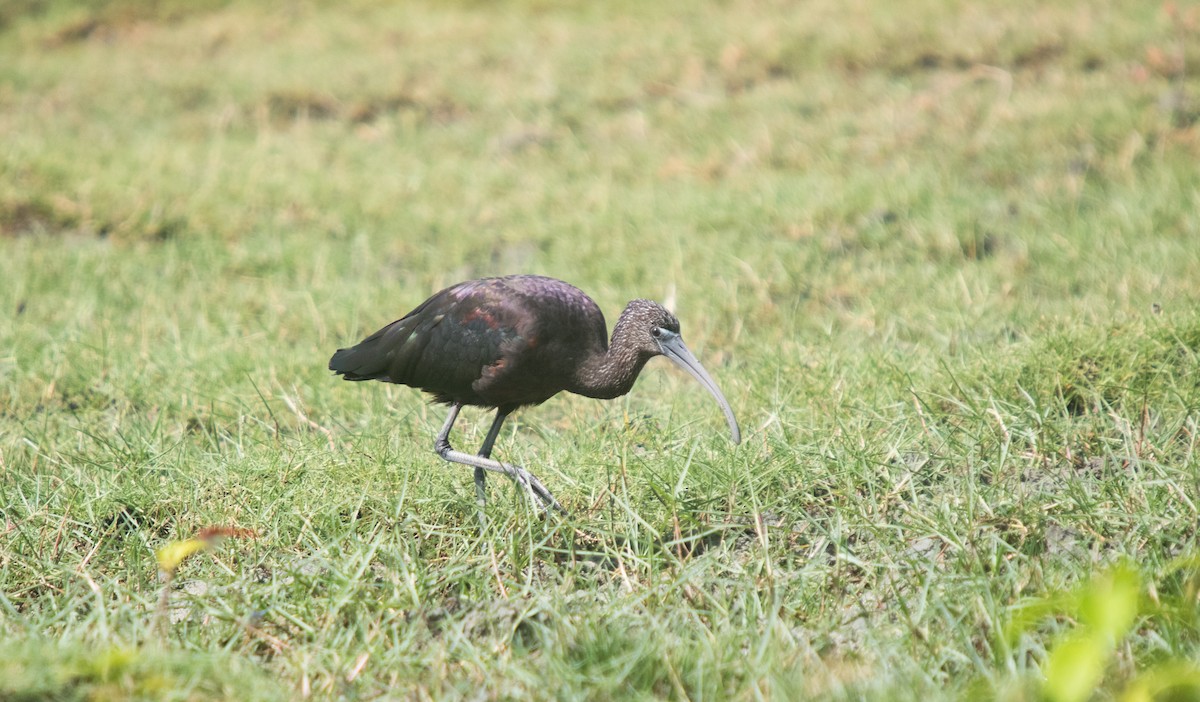 ibis hnědý - ML621018814