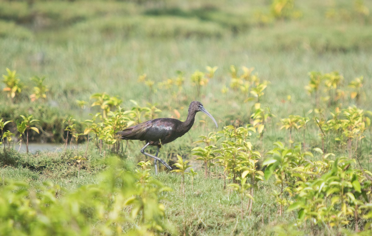 ibis hnědý - ML621018815