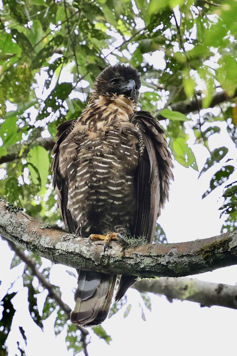 Sulawesi Serpent-Eagle - ML621018834