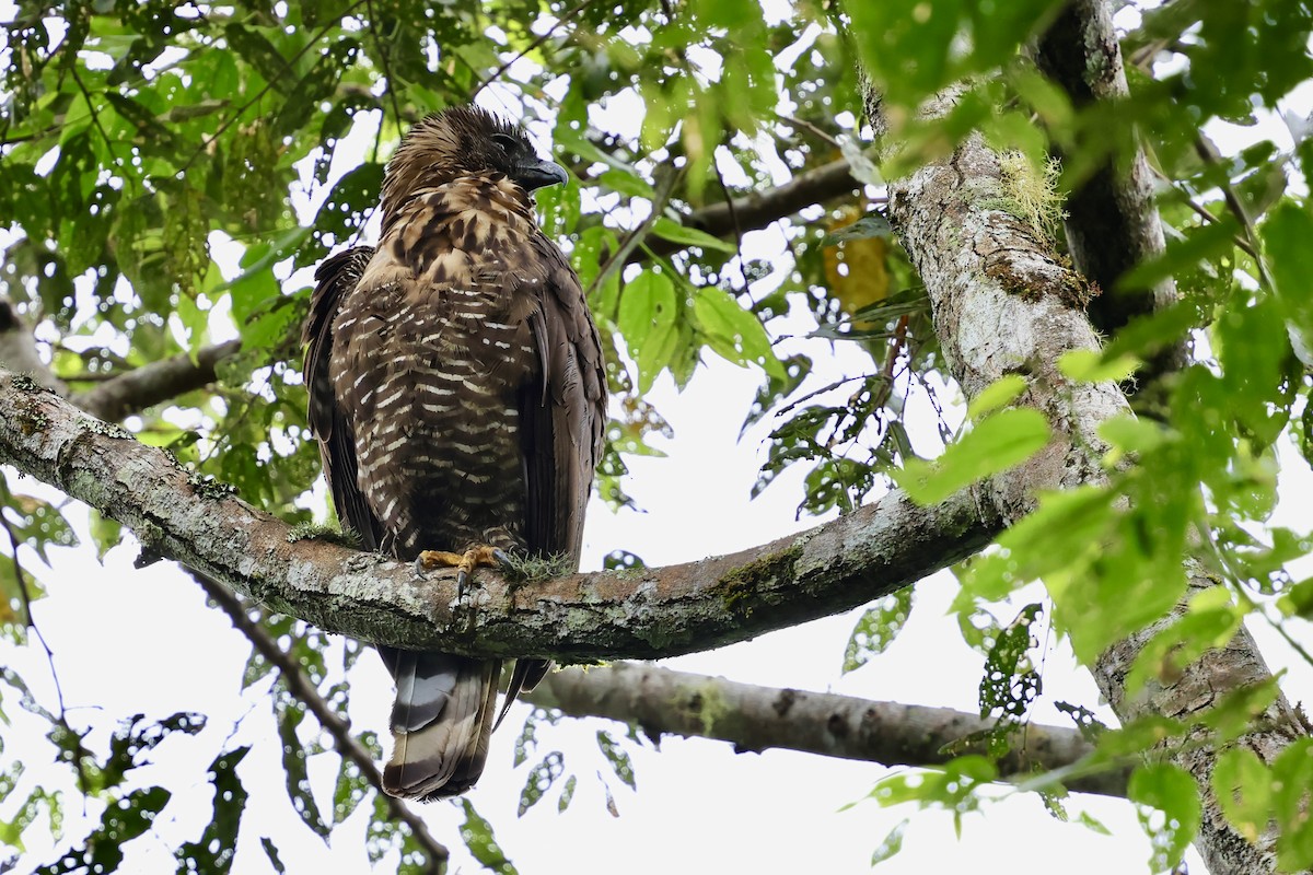 Sulawesi Serpent-Eagle - ML621018835