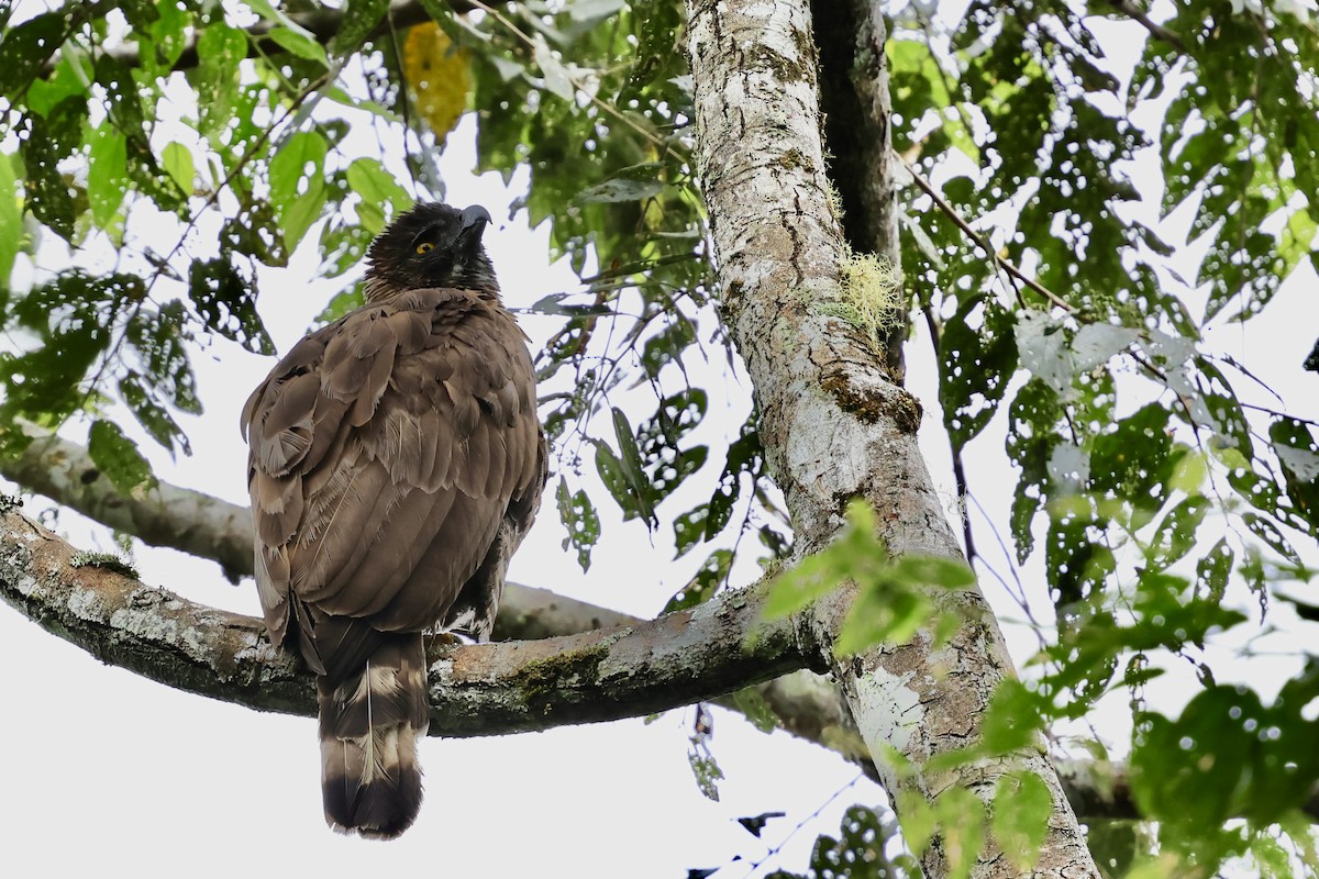 Sulawesi Serpent-Eagle - ML621018837
