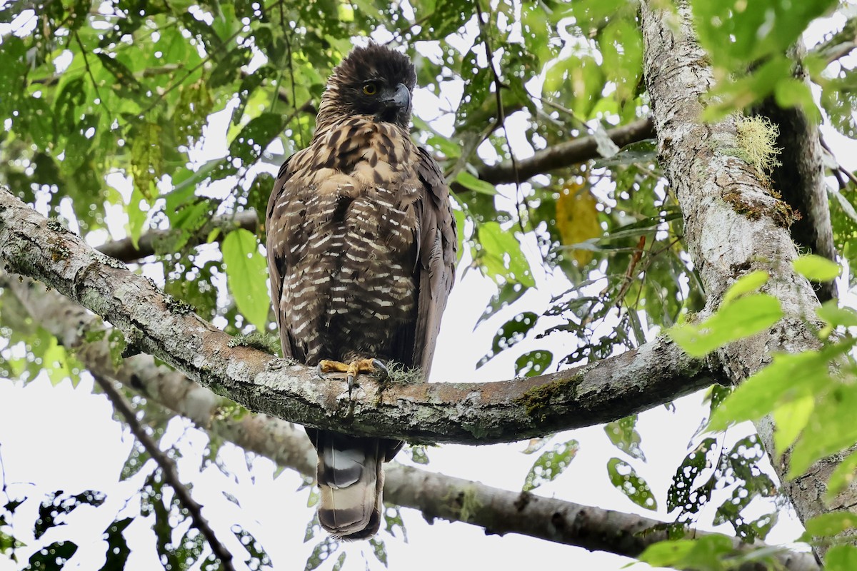 Sulawesi Serpent-Eagle - ML621018838