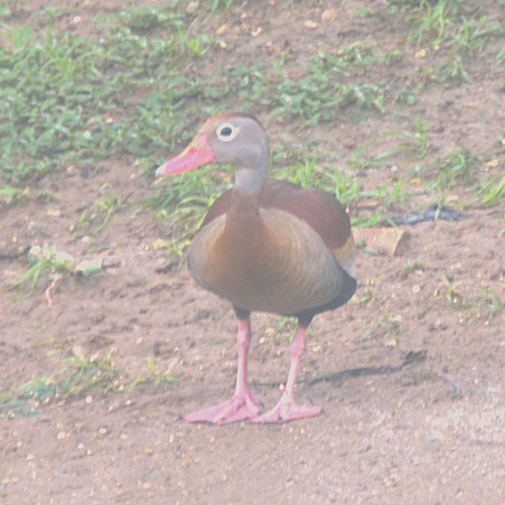 Black-bellied Whistling-Duck - ML621018847