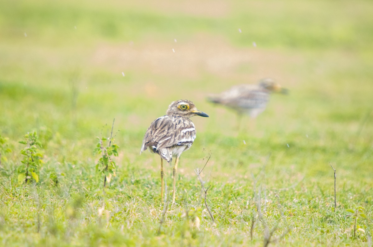 Indian Thick-knee - ML621018851