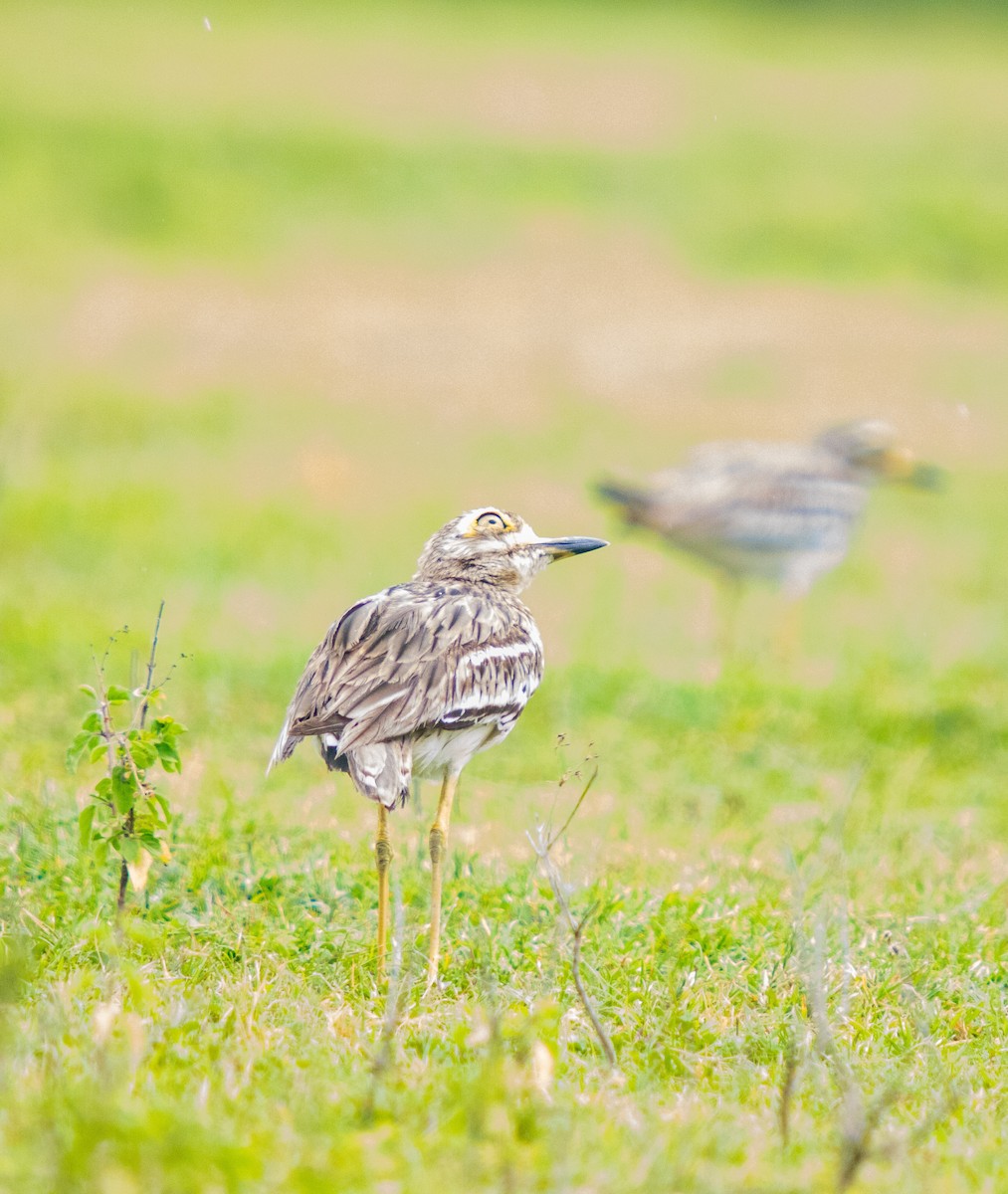 Indian Thick-knee - ML621018852
