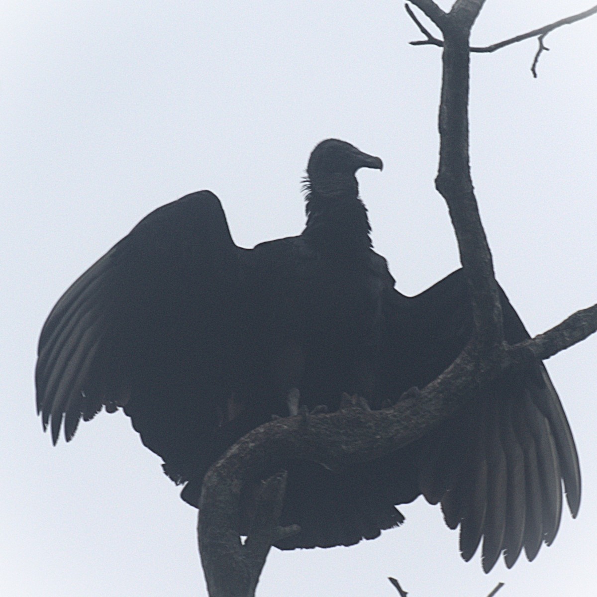 Black Vulture - Mateo Gónima