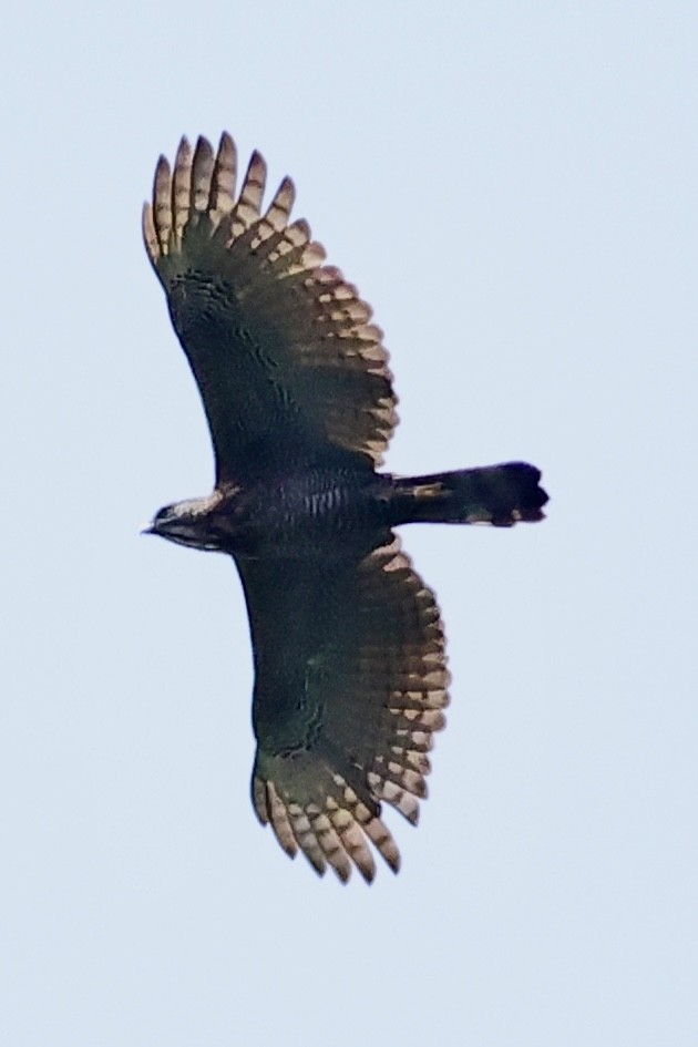 Sulawesi Honey-buzzard - ML621018861