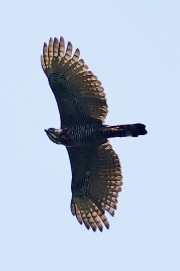 Sulawesi Honey-buzzard - ML621018865