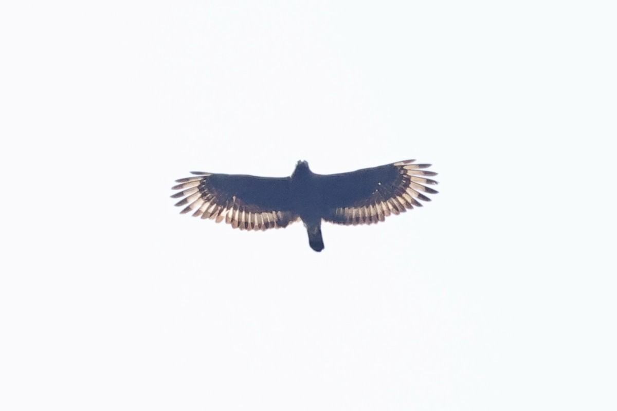 Sulawesi Honey-buzzard - ML621018869