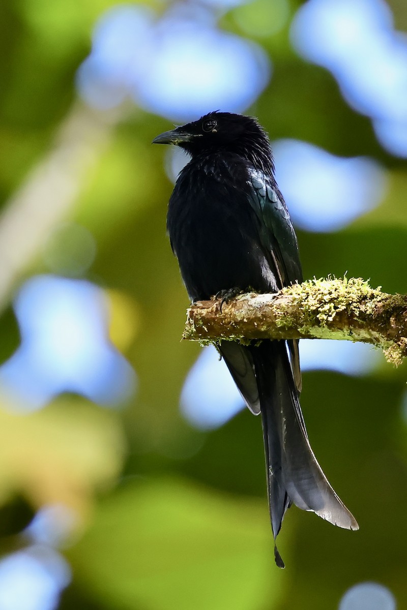 Hair-crested Drongo - ML621018872