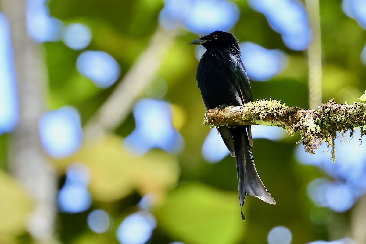 Hair-crested Drongo - ML621018874