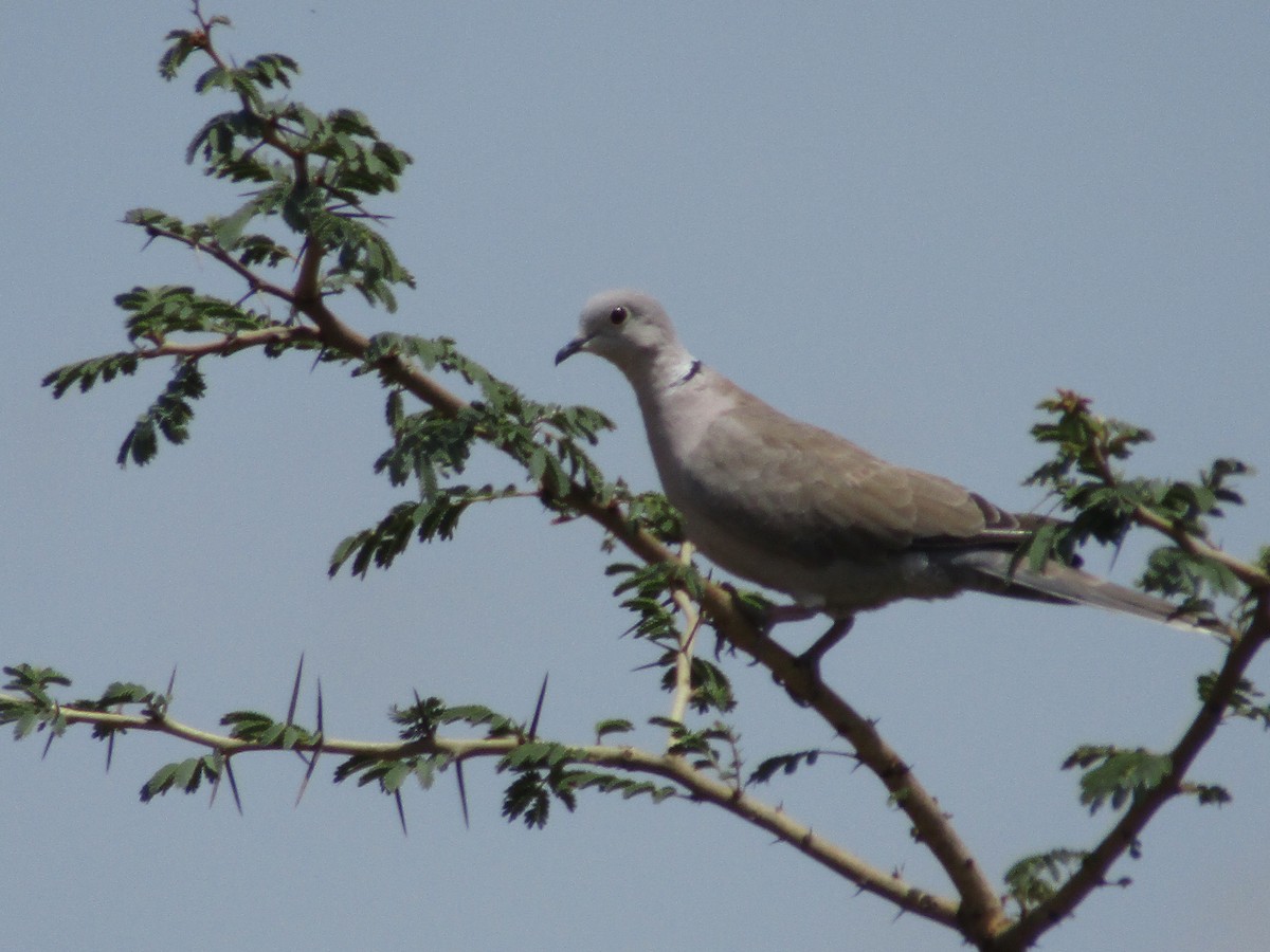 Eurasian Collared-Dove - ML621018876
