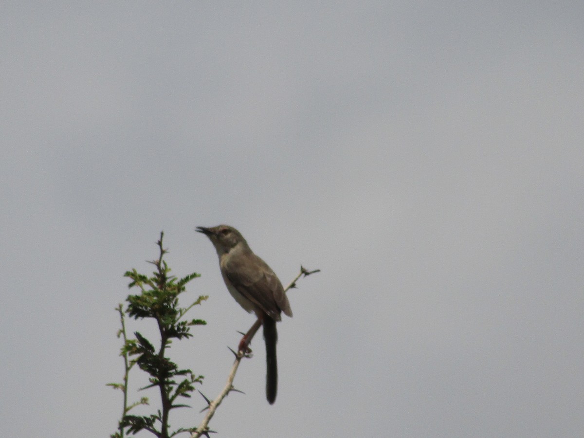 Prinia Selvática - ML621018896