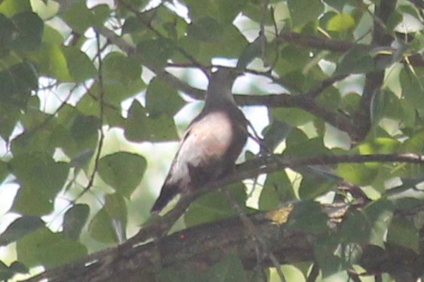 Common Cuckoo - ML621018899