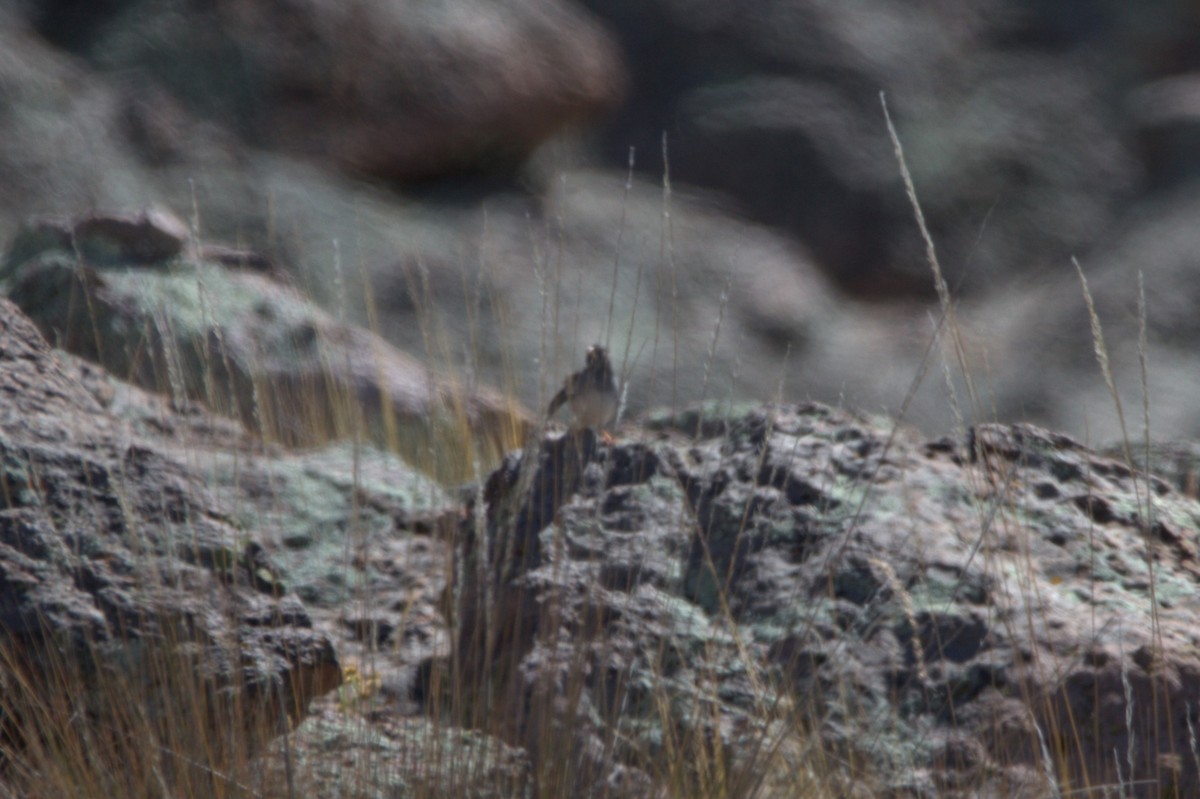 Band-tailed Sierra Finch - ML621018912