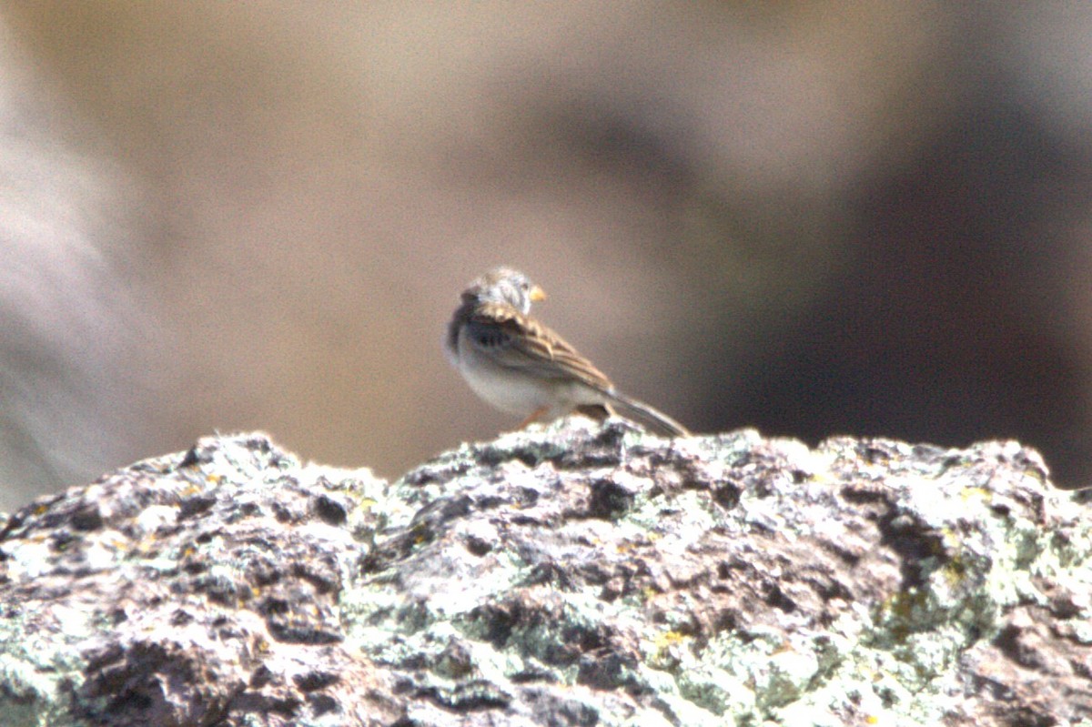 Band-tailed Sierra Finch - ML621018913