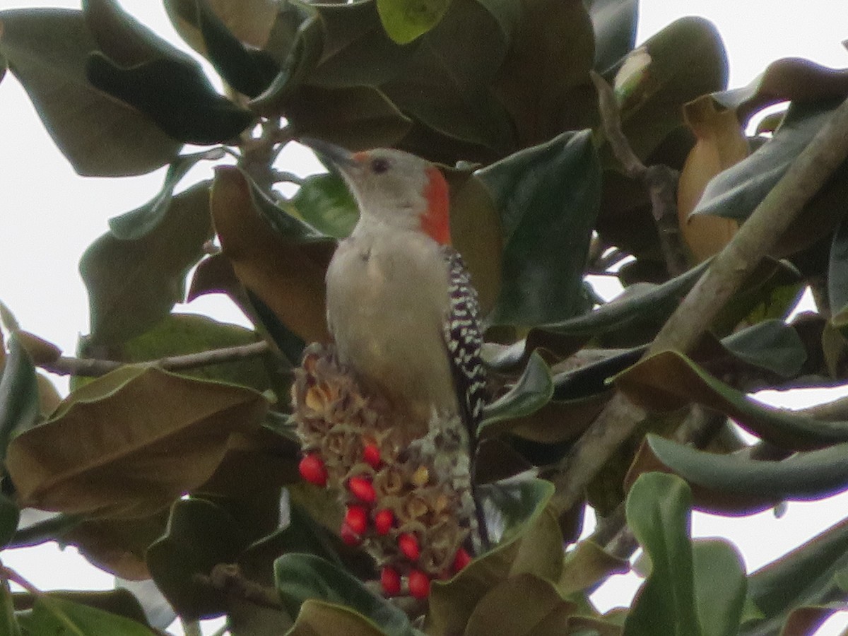Red-bellied Woodpecker - ML621018915