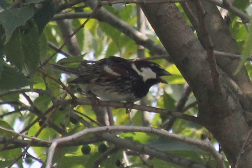 Spanish Sparrow - ML621018920