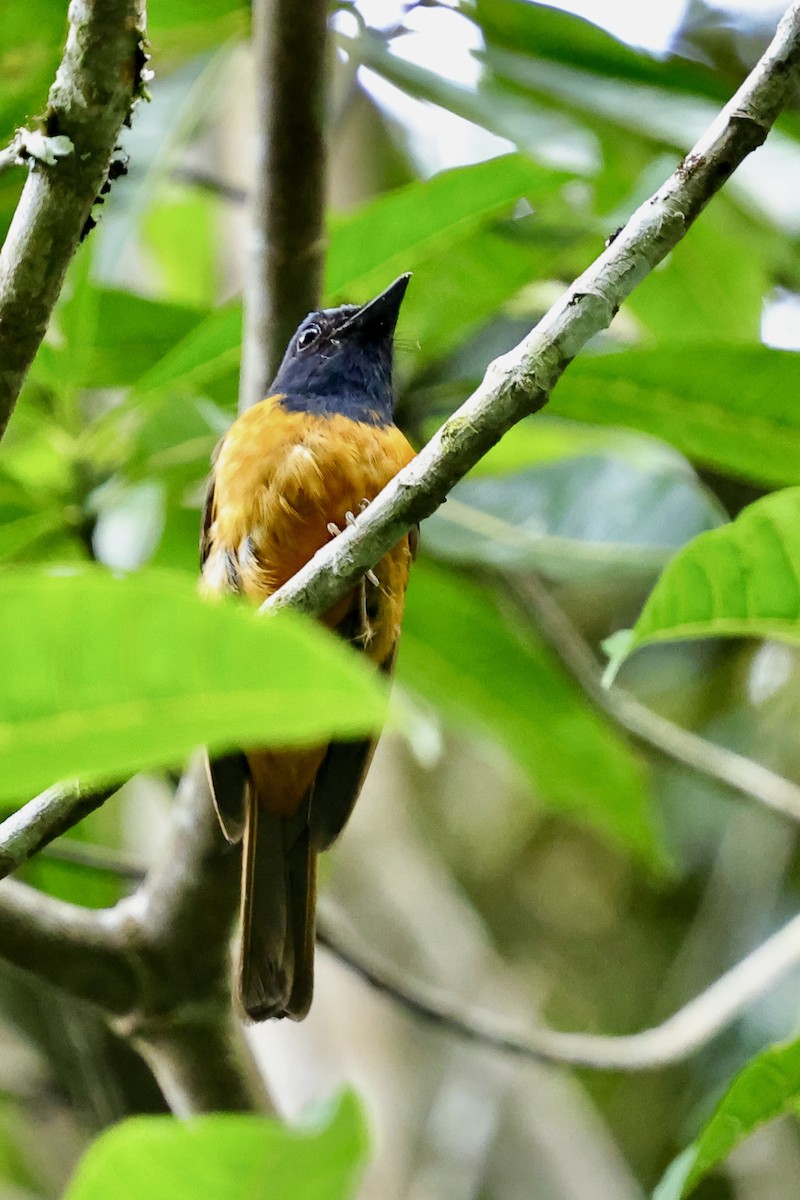 Blue-fronted Flycatcher - ML621018924