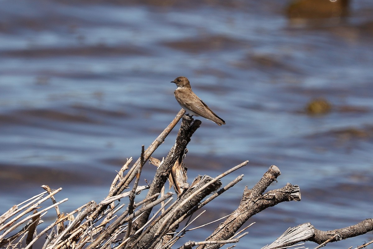 Northern Rough-winged Swallow - ML621018935
