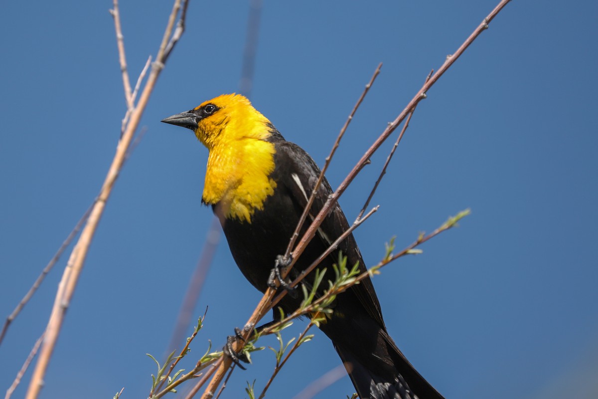 Yellow-headed Blackbird - ML621018939