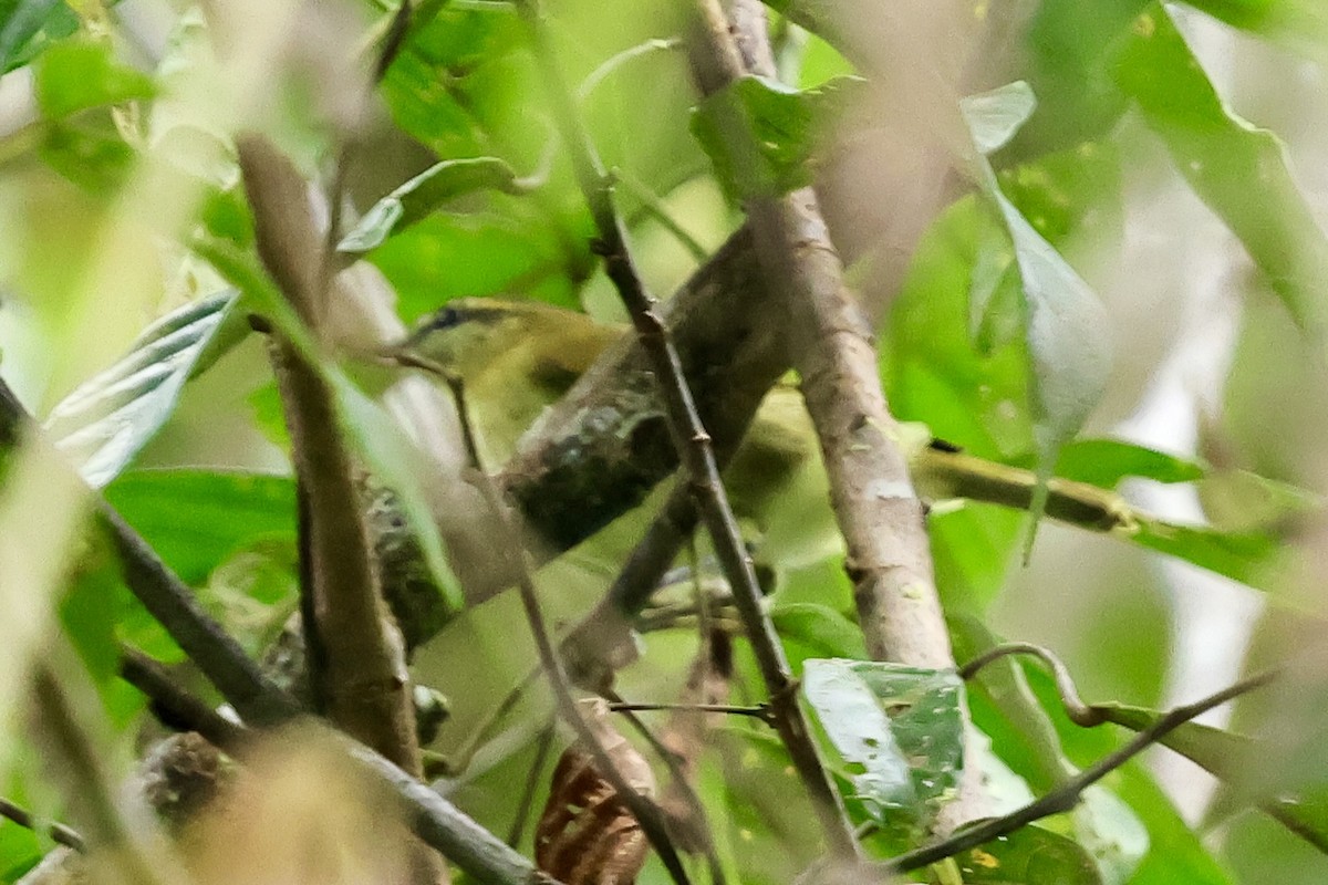 Sulawesi Leaf Warbler - ML621018940