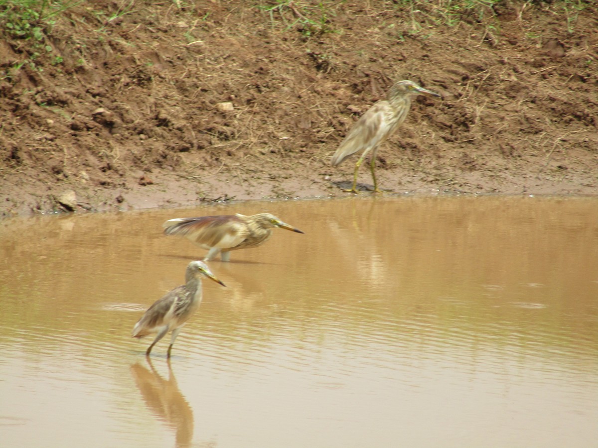 Indian Pond-Heron - ML621018942