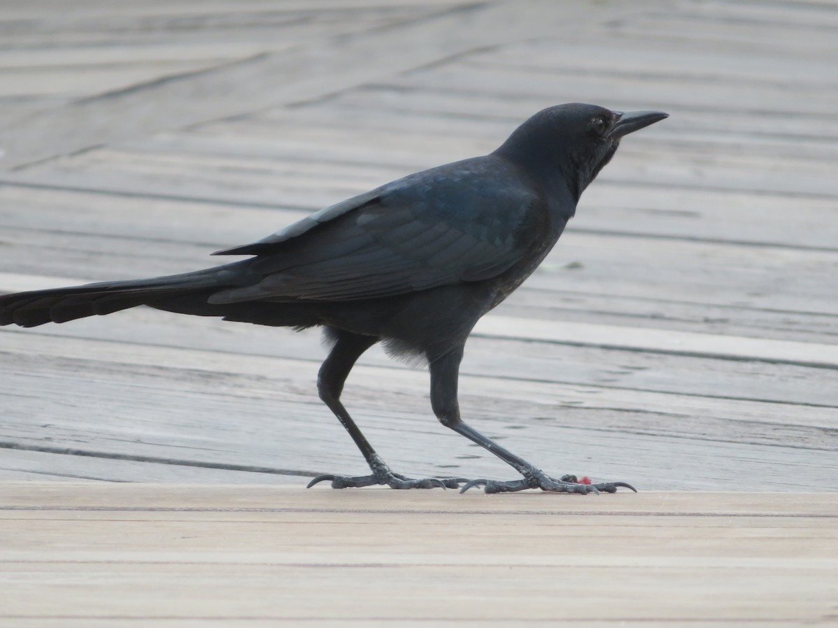 Boat-tailed Grackle - ML621018962
