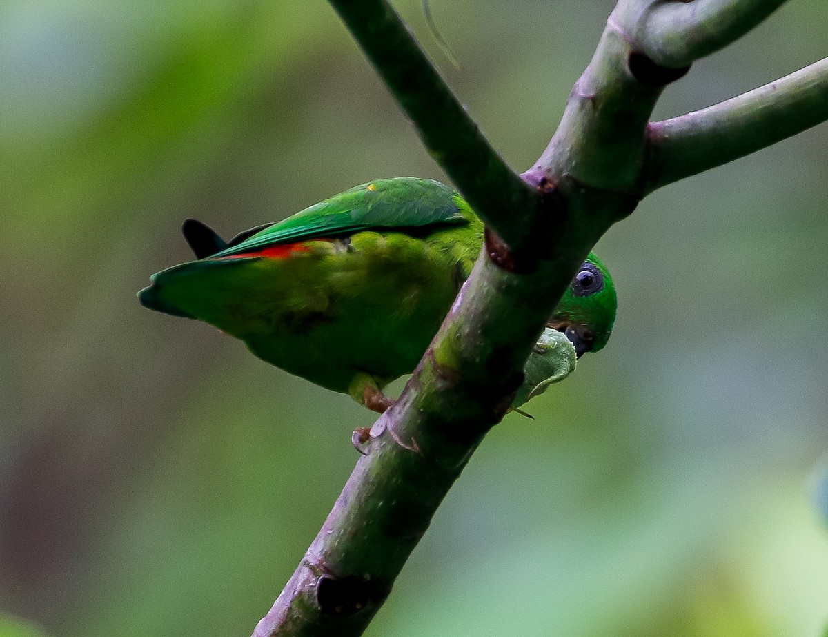 Blue-crowned Hanging-Parrot - ML621018973