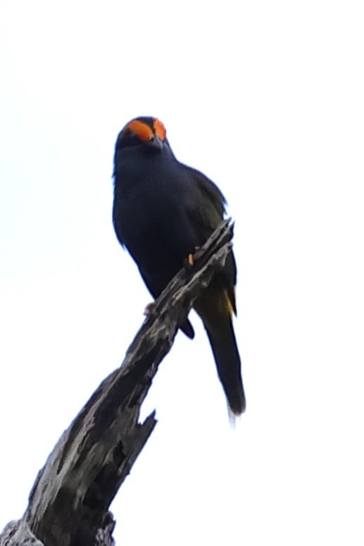 Fiery-browed Myna - ML621018980