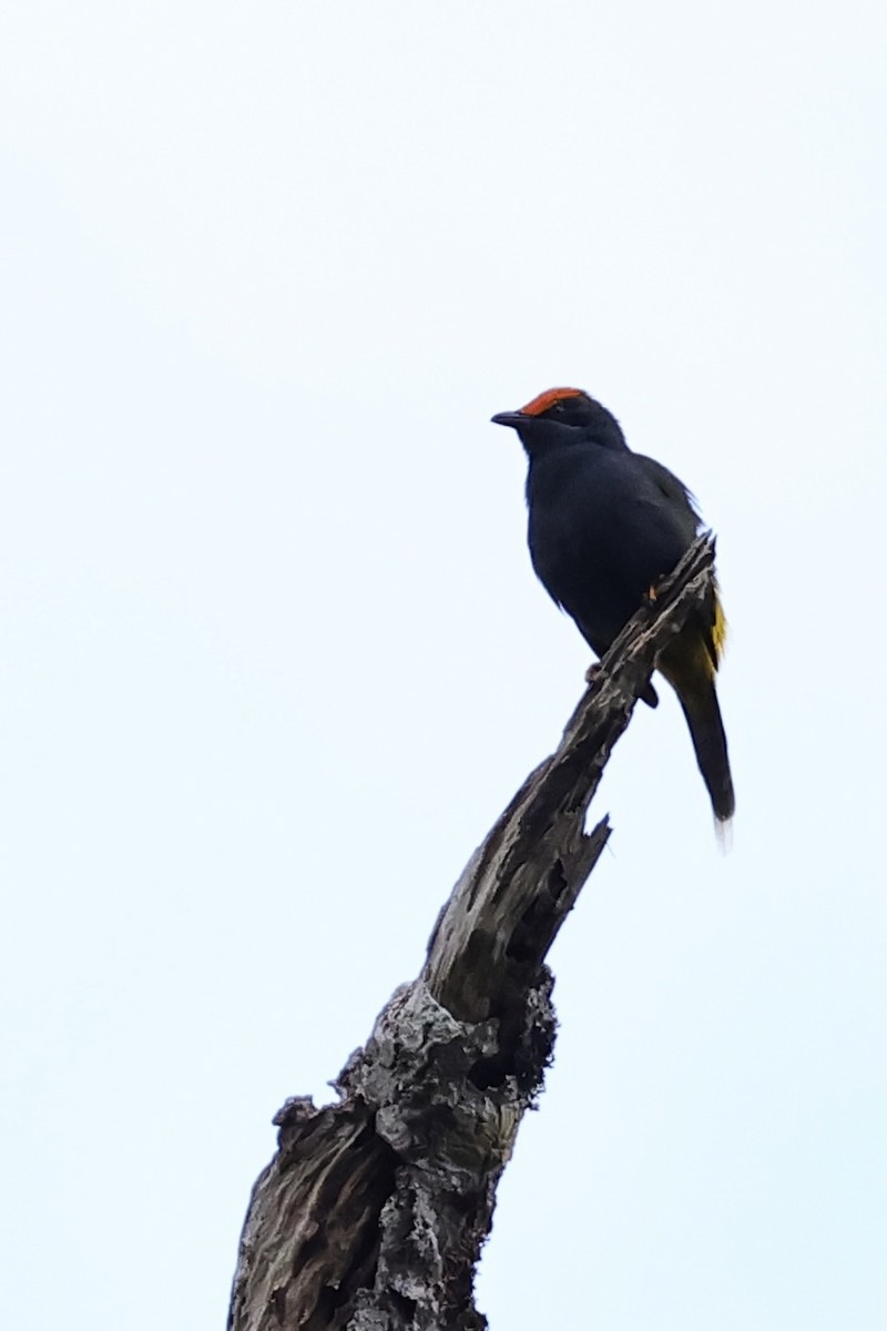 Énode à sourcils rouges - ML621018981