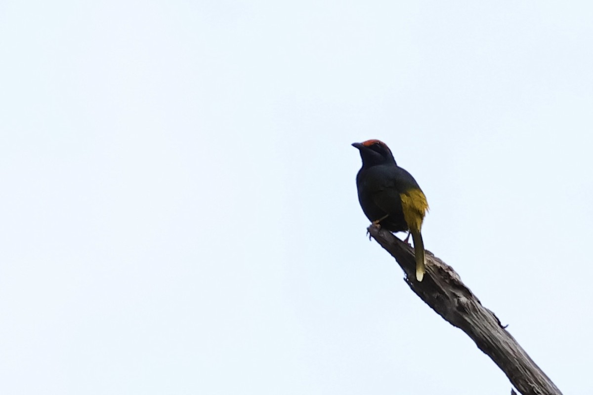 Fiery-browed Myna - ML621018982